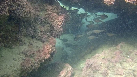 Fish Vanikoro Sweeper 046 Stock Footage 98668074