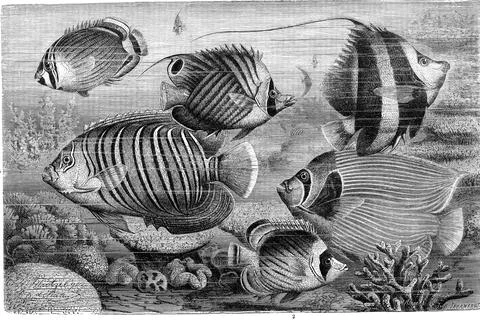 Fish various pangolin mediterranean basselet Anthias anthias synonym Serranus Stock Illustration