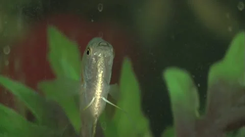 Fish Various Shots Close up Stock Footage 12315832