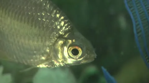 Fish Various Shots CU 動画素材 12315862