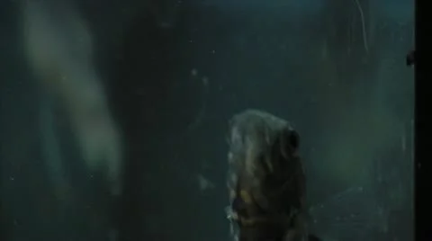 Fish Various Shots Stock Footage 12315802