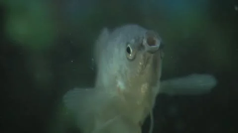 Fish Various Shots Macro Stock Footage 12315684