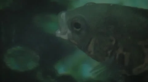 Fish Various Shots Macro Stock Footage 12315782