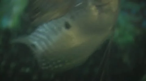 Fish Various Shots Tanked Stock Footage 12315872