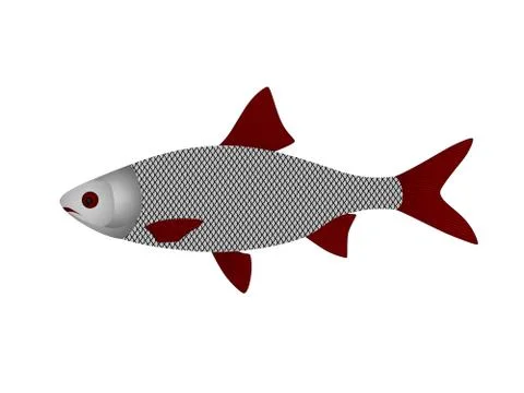 Fish in vector イラスト素材