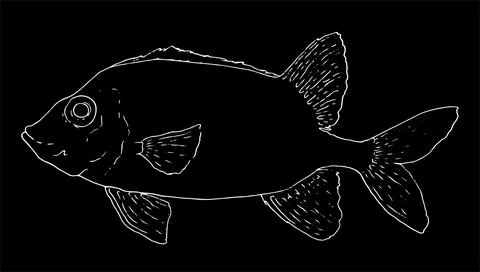 Fish vector illustration. fish soldier white outline on a black background Stock Illustration