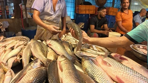Fish Vendors Display Fresh Local Catch at Kawran Bazar Vidéo 343149712