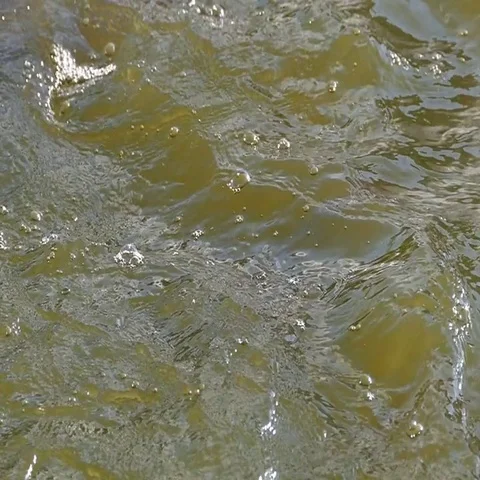 Fish was poaching bread in pond. Stock-Footage 69512683