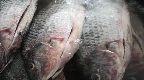 Fish washed in tap water Stock Footage 64577993
