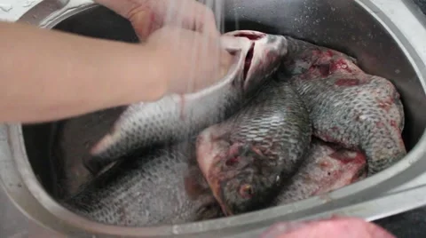 Fish washed in tap water Stock Footage 64578318