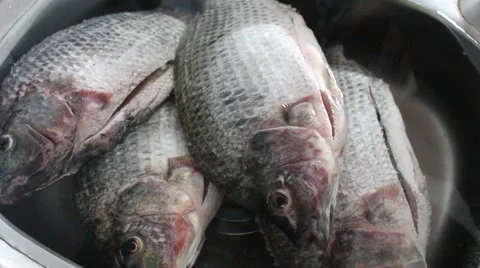 Fish washed in tap water Stock Footage 64578958