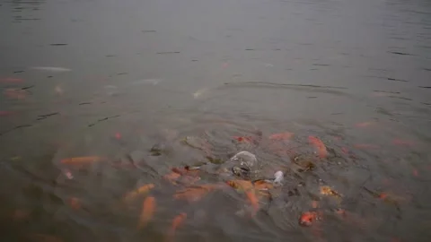 Fish in Water being Fed Video stock 146800676