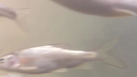 Fish in water || fish drink water Stock Footage 164010693