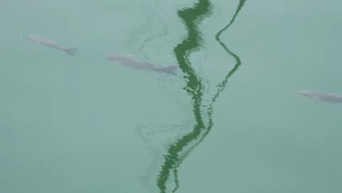 Fish in the water Stockbeeldmateriaal 6733471