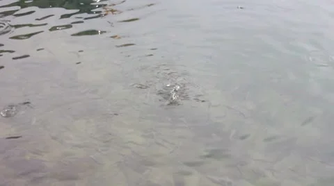 Fish in water Stock-Footage 8850757