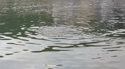 Fish in water Stock Footage 8850764