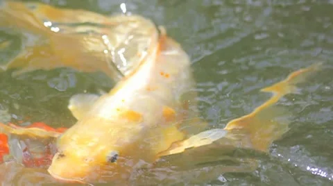 Fish into the water Video stock 8953270
