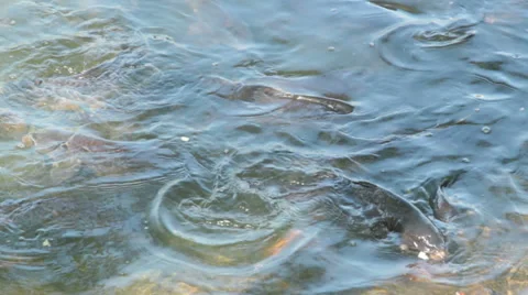 Fish in the water Stock Footage 25899880