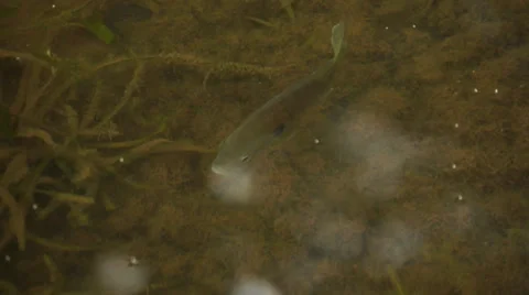 FIsh in the Water Stock Footage 34280824