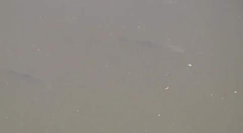 Fish in water Stockbeeldmateriaal 38047215