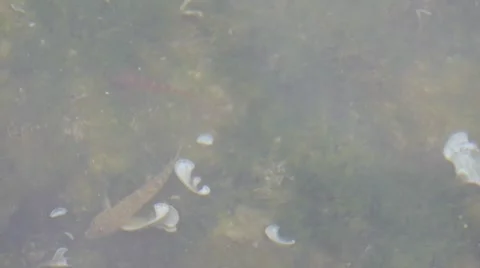 Fish In Water Stock Footage 54896592