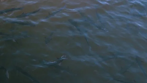 Fish in water Stock Footage 71200507