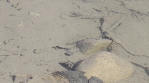 Fish in Water Stock-Footage 79576750