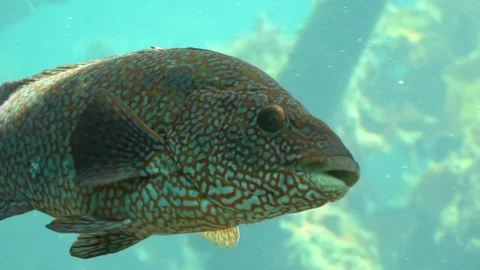 Fish in water Stock Footage 99508215