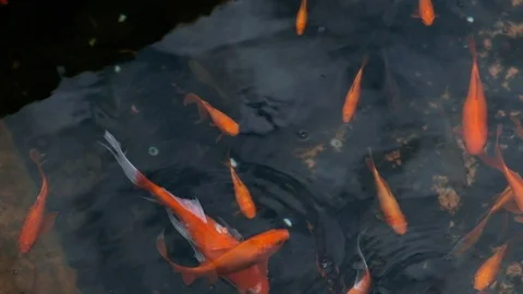 Fish in water Stock Footage 101978758