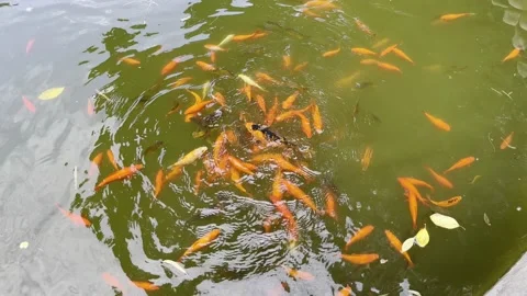 Fish on the water Video stock 203728546