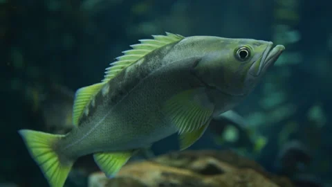 Fish in the water Stock Footage 217688857