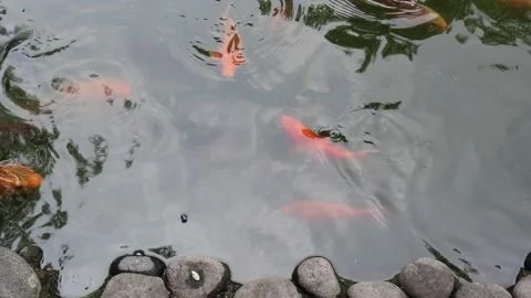 Fish in a water Stock Footage 221329140