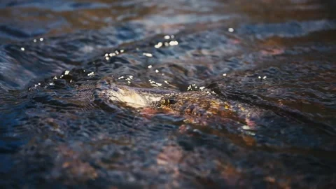 Fish In The Water Stock Footage 231824080