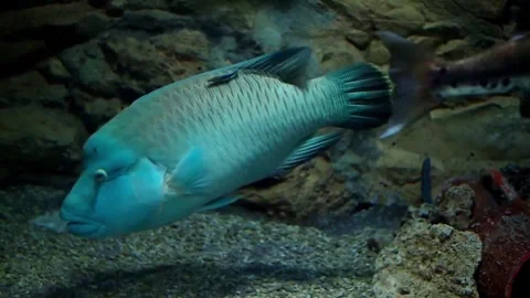 Fish in the water Stock Footage 241522373