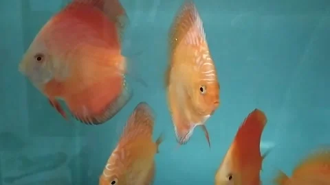 Fish in water Stock Footage 247097452