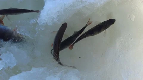 Fish on a water ice 動画素材 149106097