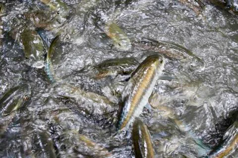 Fish in the water Stock Photos