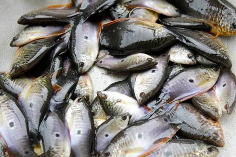 Fish in water Stock Photos