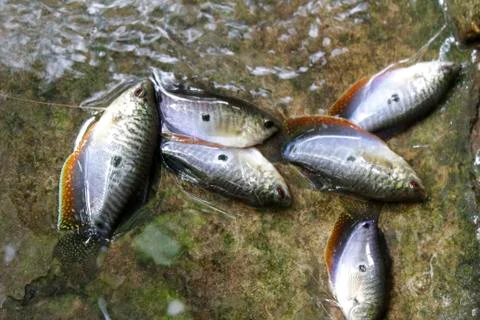 Fish in water Stock Photos