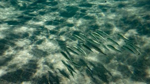 Fish in Water Stock Photos