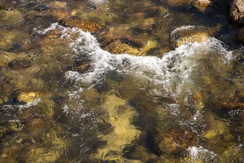Fish in the water Stock Photos