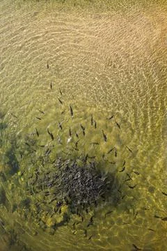 Fish in the water Stock Photos
