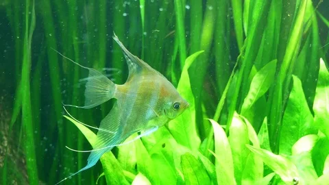 The fish in water plant Stock Footage 76960564