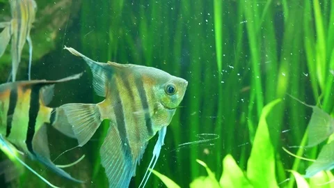 The fish in water plant Vidéo 76960841