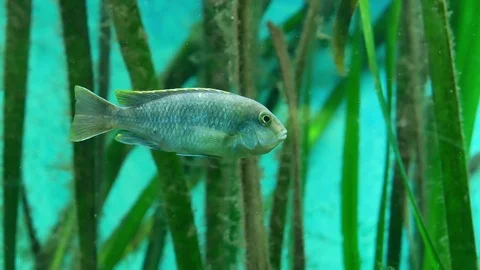 The fish in water plant Vidéo 76962099