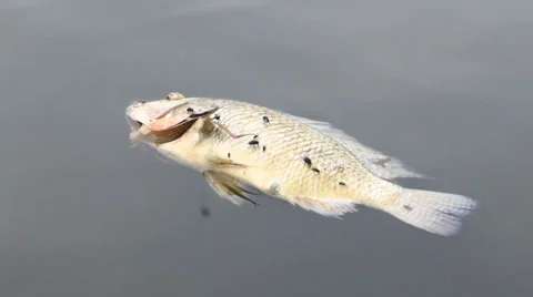 Fish in water pollution Stock Footage 36755566