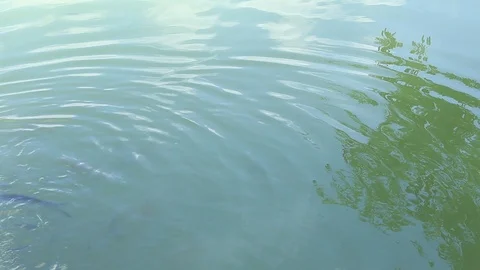 Fish in water pond Stock Footage 91623028