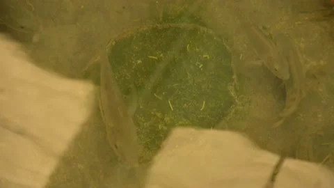 Fish in a Water Pond Stock Footage 147100481