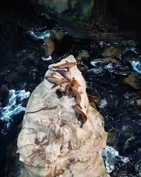 Fish in the water on rock Stock Footage 269320523