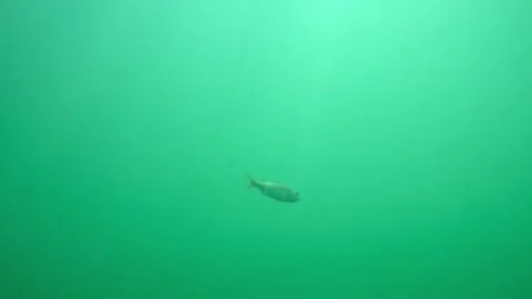 A fish in water. Small fish swims underwater in a lake or river Video stock 313328200